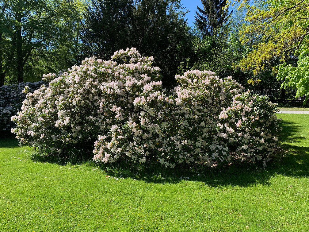 Schlosspark Grubhof - Rhododendron