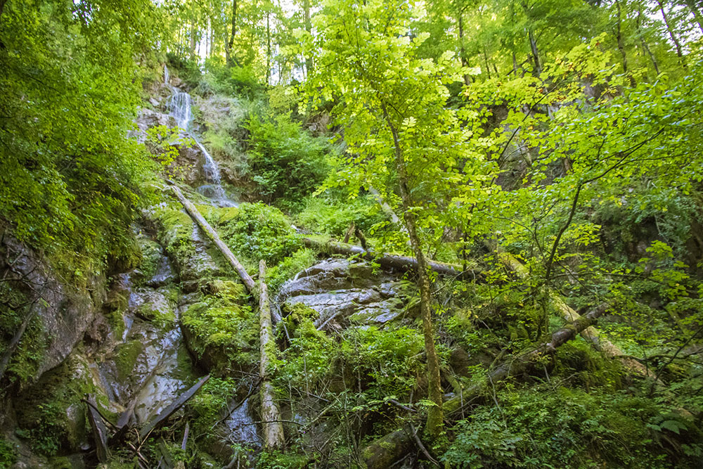 Seisenbergklamm Weissbach Urwald