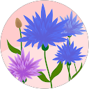 Profilbild von „Lena vVV“